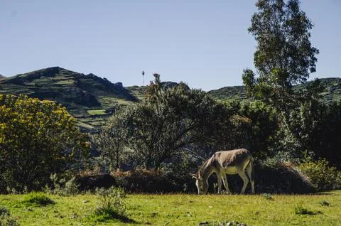 Donkey Stock Photos