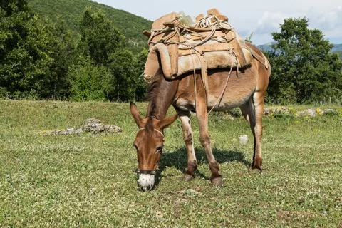 Donkey Stock Photos