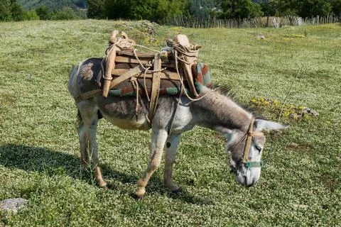 Donkey Stock Photos