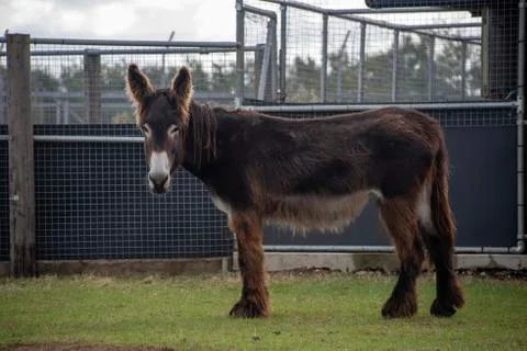 Donkey. Stock Photos