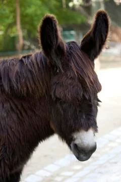 Donkey Stock Photos