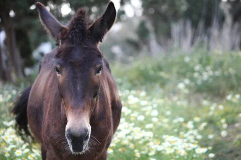The donkey Stock Photos