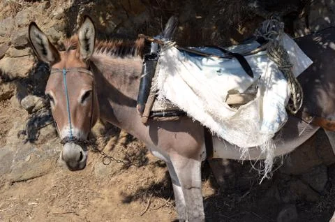 Donkey Stock Photos