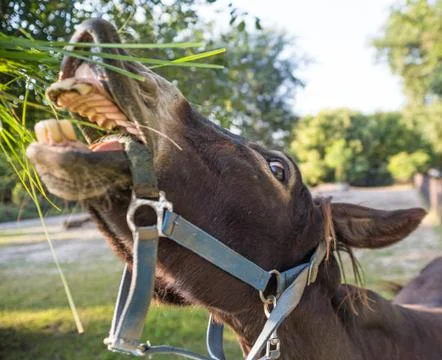Donkey Stock Photos