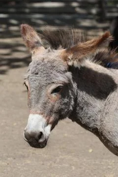 Donkey Foto stock