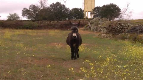 Donkey Stock Photos