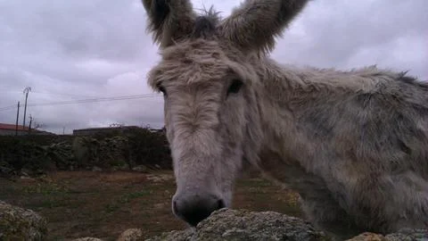 Donkey Stock Photos
