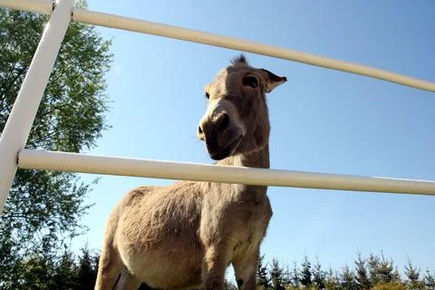 Donkey Stock Photos