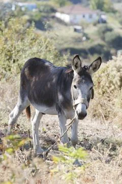 Donkey Foto stock
