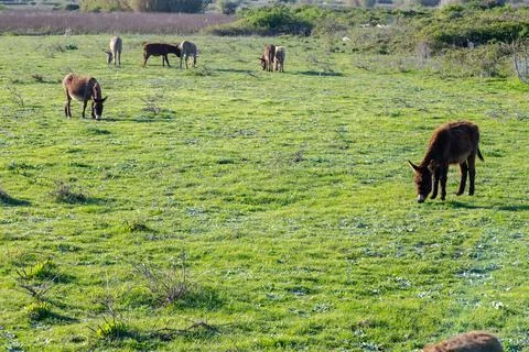 A donkey Stock Photos