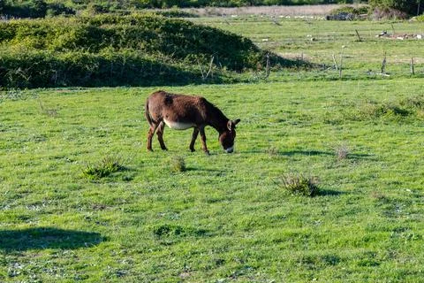 A donkey Stock Photos