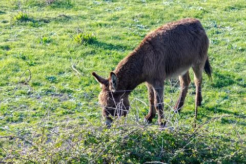 A donkey Stock Photos