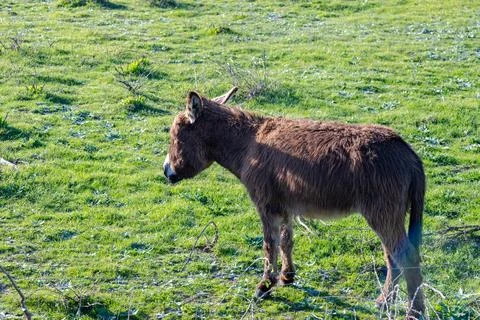 A donkey Stock Photos