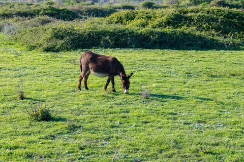 A donkey Stock Photos