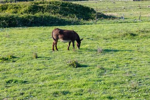 A donkey Stock Photos