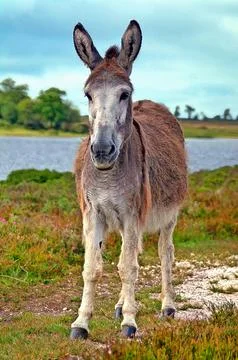 Donkey Stock Photos