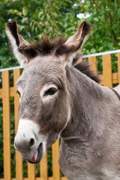 Donkey Stock Photos