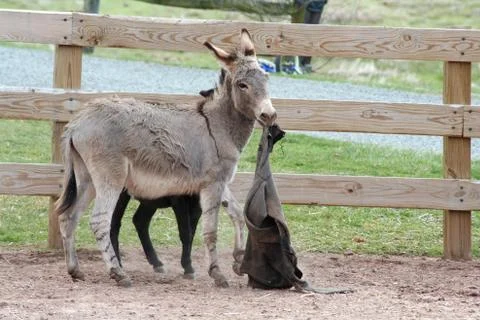 Donkey playing in a barnyard Stock Photos