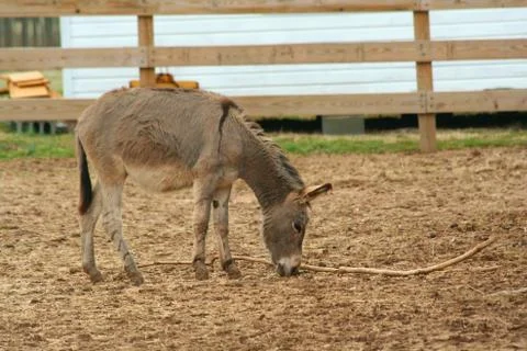 Donkey playing in a barnyard Stock Photos