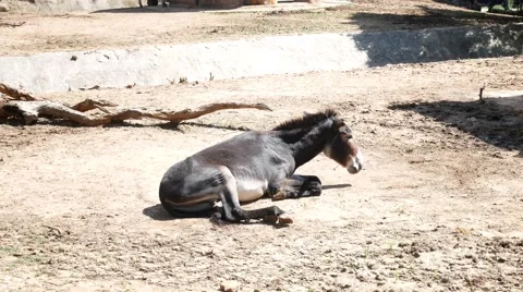 Donkey playing on the ground Video stock 64988389