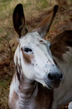 Donkey portrait Stock Photos