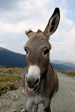Donkey portrait Stock Photos