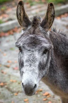 Donkey portrait Stock Photos