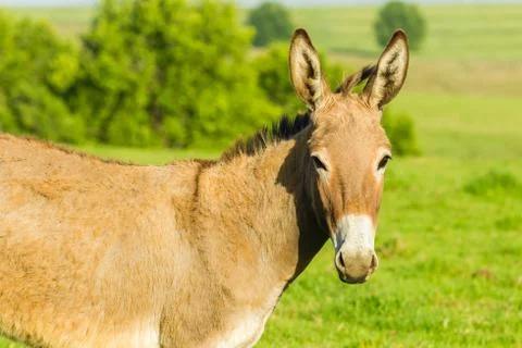 Donkey Portrait Stock Photos