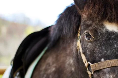 Donkey portrait Stock Photos