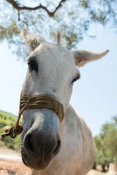 Donkey portrait Stock Photos