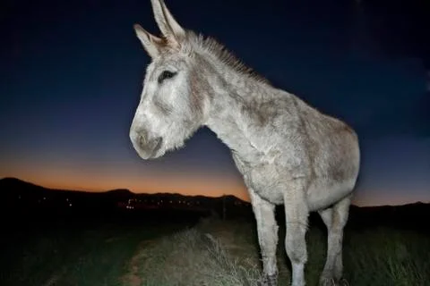 Donkey portrait at sunset Stock Photos