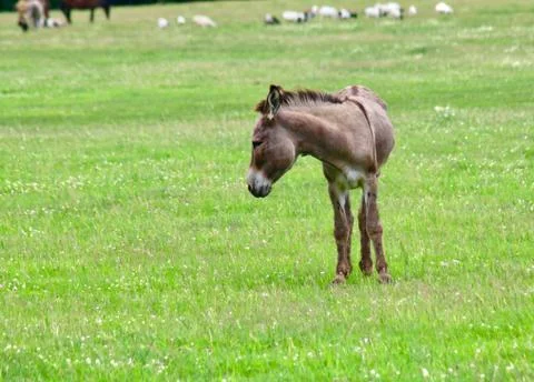 Donkey in profile Stock Photos