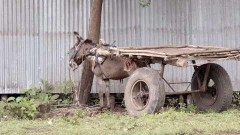 A donkey pulling a cart stands ready to pull a new load in Ethiopia, Africa. Stock Footage 308472804