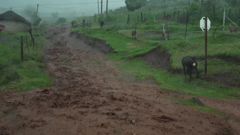 DONKEY IN RAIN Stock Footage 241680526