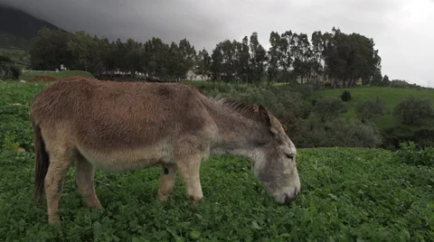 Donkey on Rainy Hillside Eating Grass 2 Stock Footage 36607794
