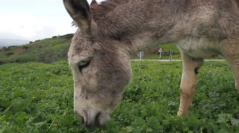 Donkey on Rainy Hillside Eating Grass 3 Stock Footage 36610244