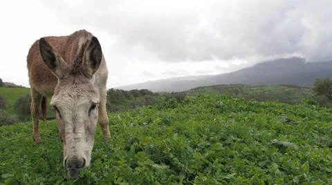 Donkey on Rainy Hillside Eating Grass 4 Stock Footage 36610691