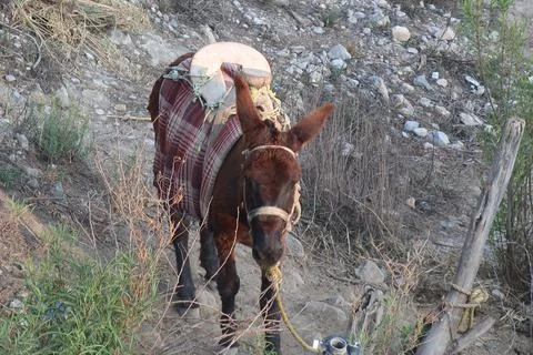 Donkey ready to ride Stock Photos