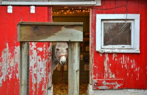 Donkey in red barn Stock Photos