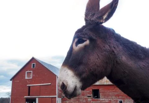 Donkey with red barn Stock Photos