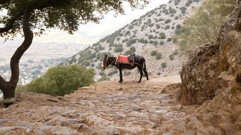 Donkey rest at top of hill path, stay still on edge Stock Footage 104545248