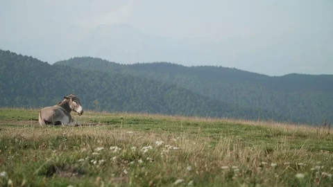 The donkey is resting alone- Cansiglio - 4k Stock Footage 115161122