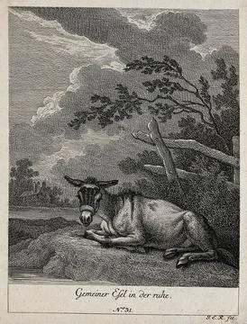 A donkey resting in a paddock. Etching by J. E. Ridinger. Stock Illustration