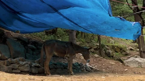 A donkey resting under an awning in a forest - Parvati Valley -  Himachal Vídeo Stock 237508403