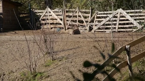 A donkey rests calmly on the dry ground inside a rustic outdoor farm Vidéo 343561824