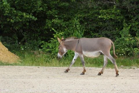 Donkey on the road Stock Photos