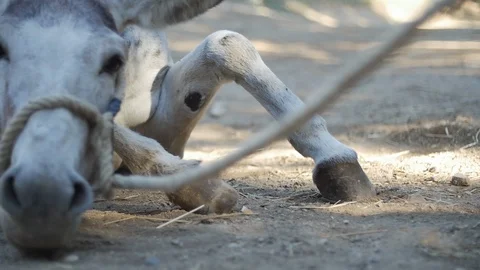 Donkey rolling on the floor 動画素材 119615902