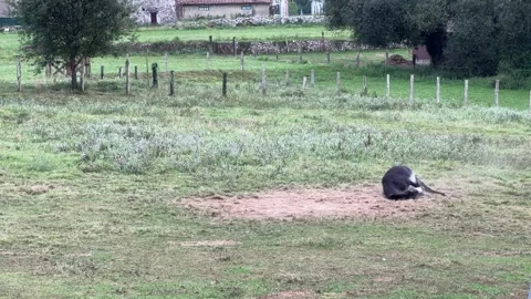 Donkey Rolling on the Grass in Meadow Stock Footage 315947180