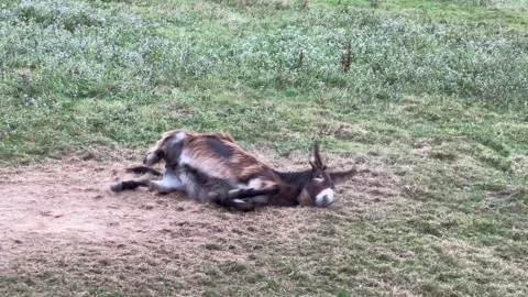 Donkey Rolling on the Grass in Meadow Stock Footage 315947183