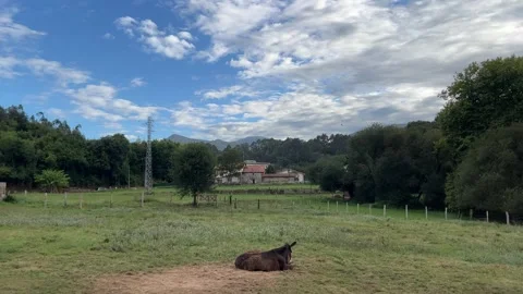 Donkey Rolling on the Grass in Meadow Stock Footage 315947187